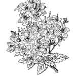 Bloeiende Campanula isophylla plant met paarse bloemen op een witte achtergrond.