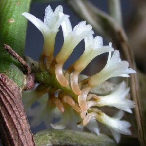 Campylocentrum micranthum orchidee met witte bloemen in pot op houten tafel.