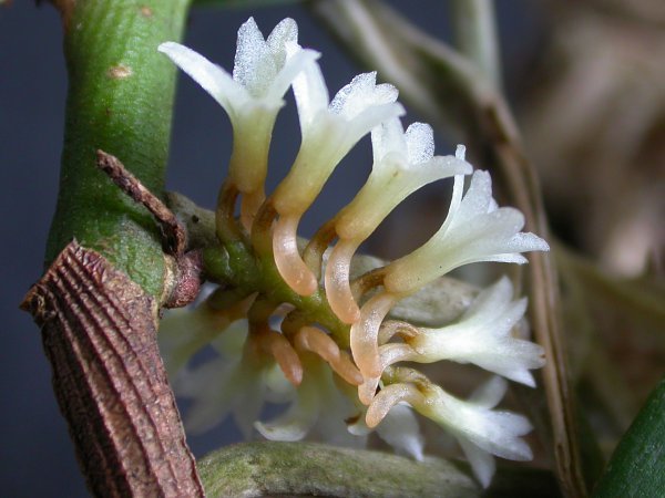 Campylocentrum micranthum orchidee met witte bloemen in pot op houten tafel.