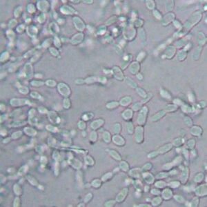 Debaryomyces hansenii gistcel in nat preparaat - microbiële cel.