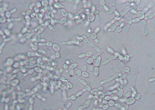 Debaryomyces hansenii gistcel in nat preparaat - microbiële cel.