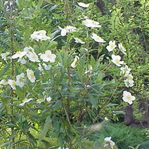 Close-up van witte bloemen van Carpenteria californica struik op zonnige dag.