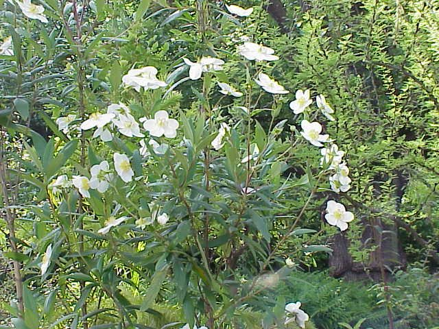 Close-up van witte bloemen van Carpenteria californica struik op zonnige dag.