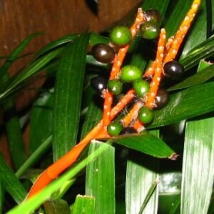 Chamaedorea cataractarum palmboom met vruchten op donkere achtergrond.