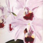Roze Cattleya labiata orchidee in volle bloei.