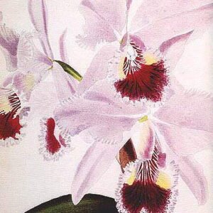 Roze Cattleya labiata orchidee in volle bloei.