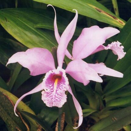 Purple Cattleya maxima orchid flower in full bloom on green leaf background.
