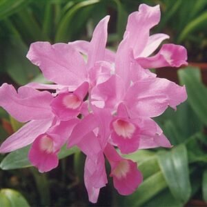Paarse Guarianthe skinneri orchidee met groene bladeren.