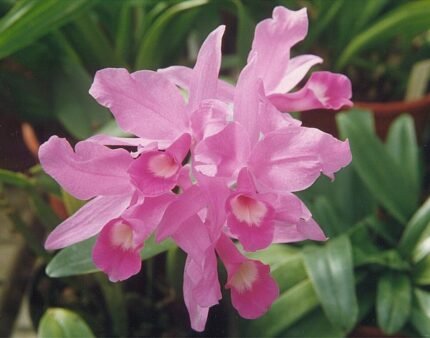 Paarse Guarianthe skinneri orchidee met groene bladeren.