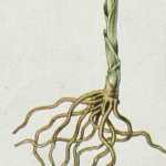 Cephalanthera longifolia witte bloemen met lange smalle bladeren, winterhard.
