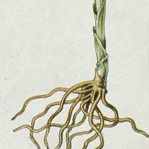 Cephalanthera longifolia witte bloemen met lange smalle bladeren, winterhard.