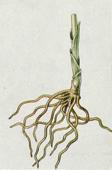 Cephalanthera longifolia witte bloemen met lange smalle bladeren, winterhard.