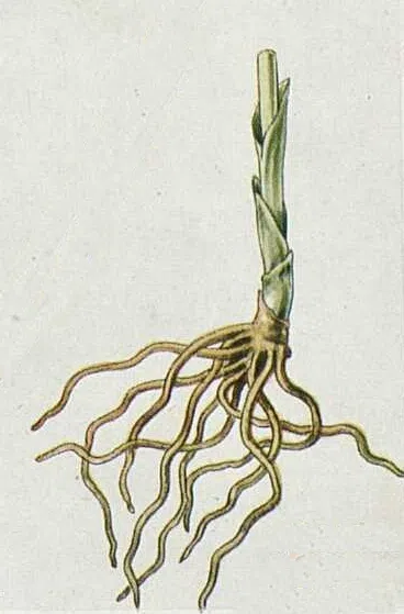 Cephalanthera longifolia witte bloemen met lange smalle bladeren, winterhard.