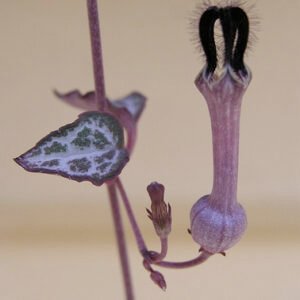 Ceropegia houtii plant met hartvormige blaadjes en hangende stengels.