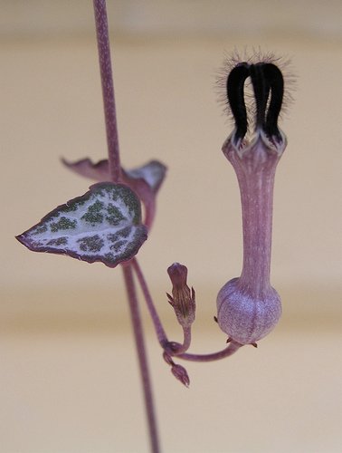 Ceropegia houtii plant met hartvormige blaadjes en hangende stengels.