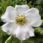 Cherokee roos met witte bloemen en groene bladeren.