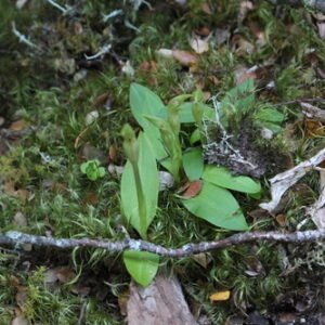 Yellow and green Chiloglottis cornuta orchid post-bloom close-up.