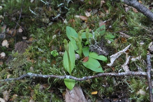 Yellow and green Chiloglottis cornuta orchid post-bloom close-up.