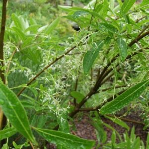 Chionanthus bloeiende struik met witte bloemen en groen blad.