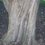 Choricarpia leptopetala boomstam met bladeren.