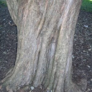 Choricarpia leptopetala boomstam met bladeren.
