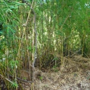 Chusquea culeou bamboeplant met groene bladeren en stengels.