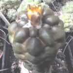Kleine Rebutia cintia cactus met groene bolvormige stekelige lichaam.
