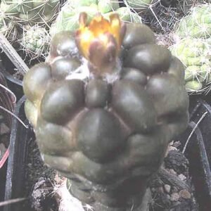 Kleine Rebutia cintia cactus met groene bolvormige stekelige lichaam.