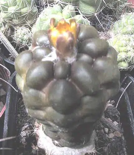 Kleine Rebutia cintia cactus met groene bolvormige stekelige lichaam.