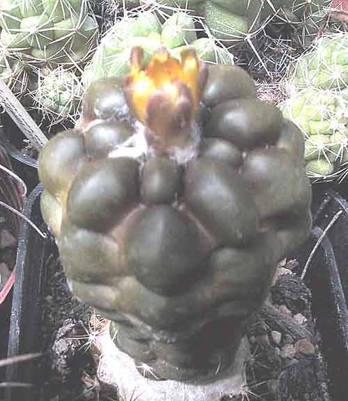 Kleine Rebutia cintia cactus met groene bolvormige stekelige lichaam.