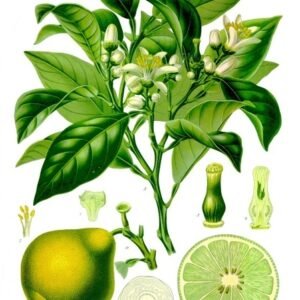 Rijpe bergamotvruchten op tak met bladeren tegen witte achtergrond.