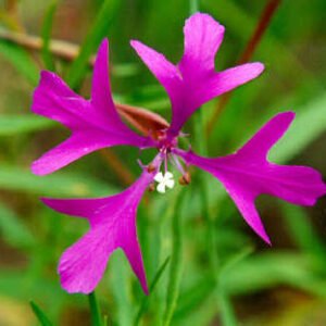 Kleurrijke Clarkia pulchella bloem met delicate bloemblaadjes en groene bladeren.