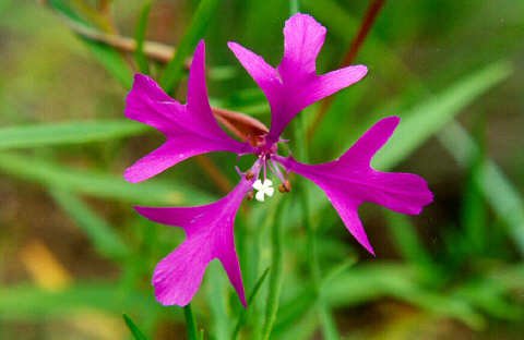 Kleurrijke Clarkia pulchella bloem met delicate bloemblaadjes en groene bladeren.