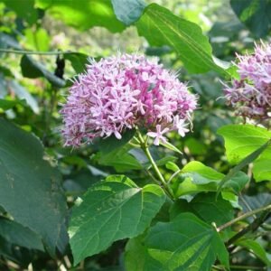 Roze Clerodendrum bungei bloem in bloei met groene bladeren.