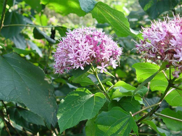 Roze Clerodendrum bungei bloem in bloei met groene bladeren.