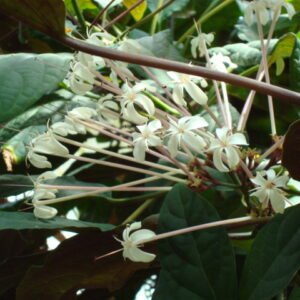 Exotische Clerodendrum quadriloculare plant met opvallende groene bladeren en rode bloemen.