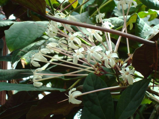 Exotische Clerodendrum quadriloculare plant met opvallende groene bladeren en rode bloemen.