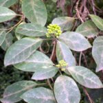 Clerodendrum tomentosum plant met lichtgroene bladeren en witte bloemen.