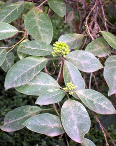 Clerodendrum tomentosum plant met lichtgroene bladeren en witte bloemen.
