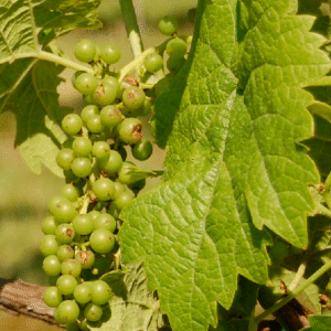 Close-up van Seyval Blanc druif en blad met groene tinten.