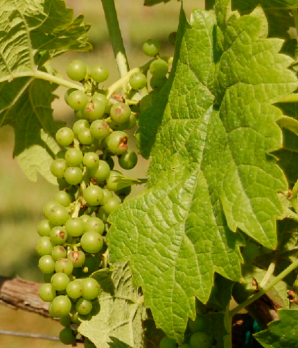 Close-up van Seyval Blanc druif en blad met groene tinten.