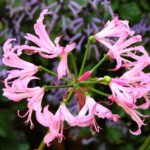 Cluster van Nerine bowdenii bloemhoofden.