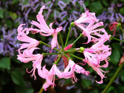 Cluster van Nerine bowdenii bloemhoofden.