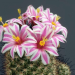 Cochemiea blossfeldiana cactus met felroze bloemknoppen op groene stengels.