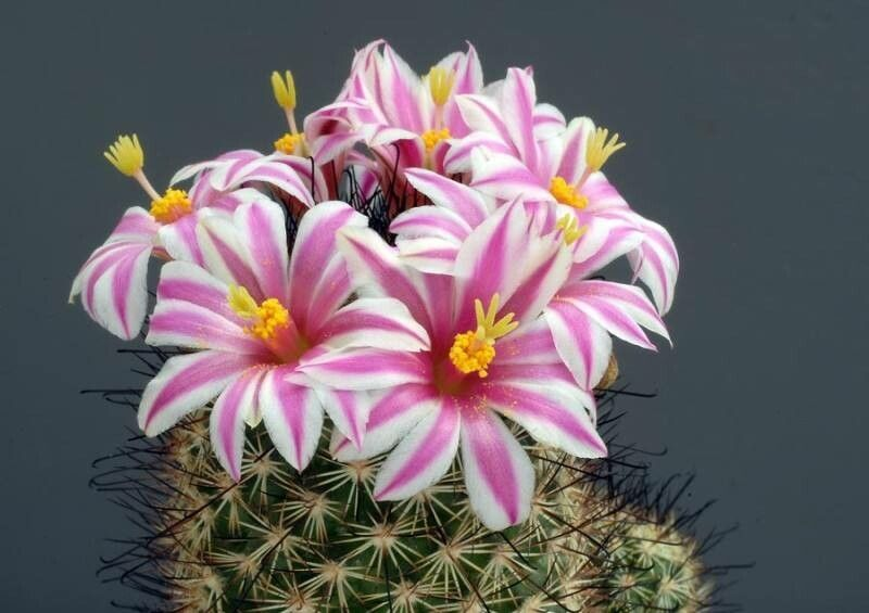 Cochemiea blossfeldiana cactus met felroze bloemknoppen op groene stengels.