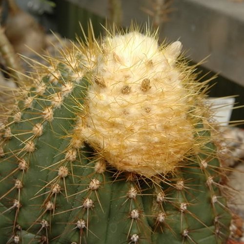 Coleocephalocereus cactus met gele doornen en heldergroene stengels.