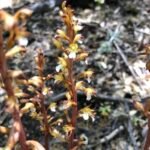 Corallorhiza maculata orchideeënplant met roze en witte bloemen in bosrijke omgeving.