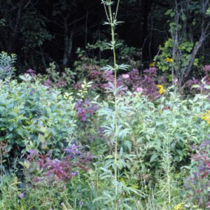 Bright yellow Coreopsis tripteris flower with delicate green leaves.