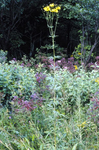 Bright yellow Coreopsis tripteris flower with delicate green leaves.