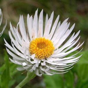Bloeiende Coronidium boormanii plant in pot.